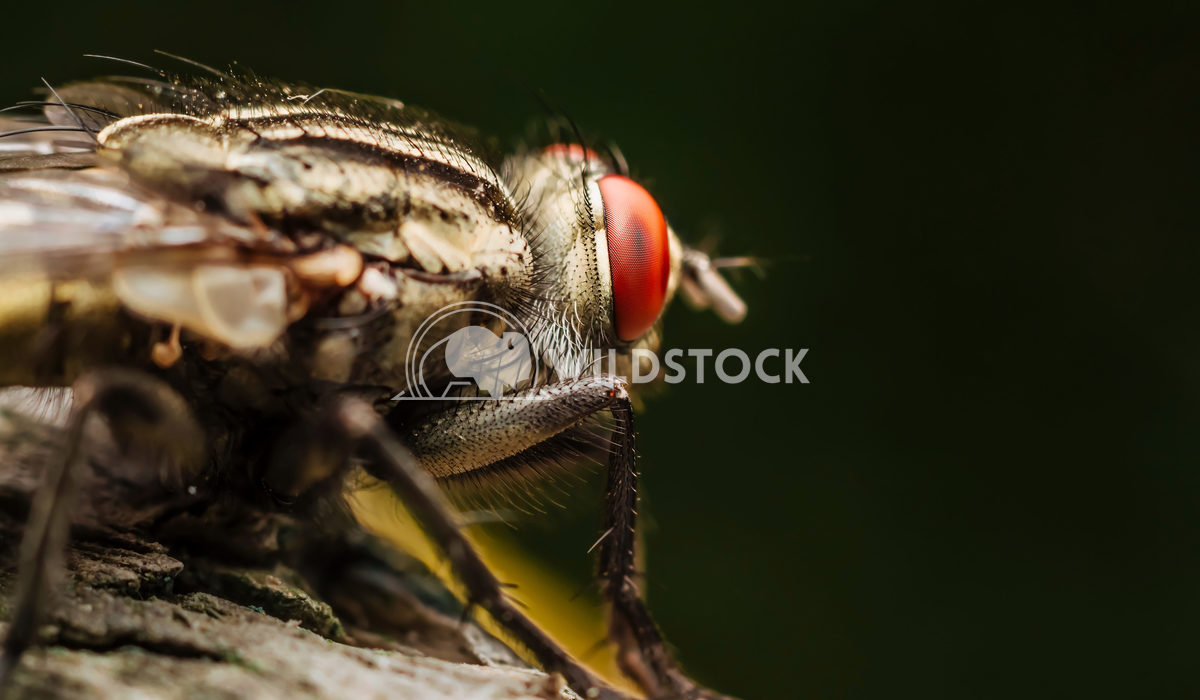 Fly (Musca Domestica) Macro On Leaf Radu Bercan Fly (Musca Domestica) Macro On Leaf