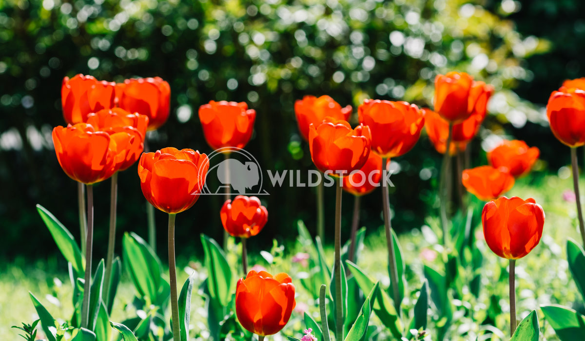 Red Tulip Garden In Springtime Radu Bercan Red Tulip Garden In Springtime