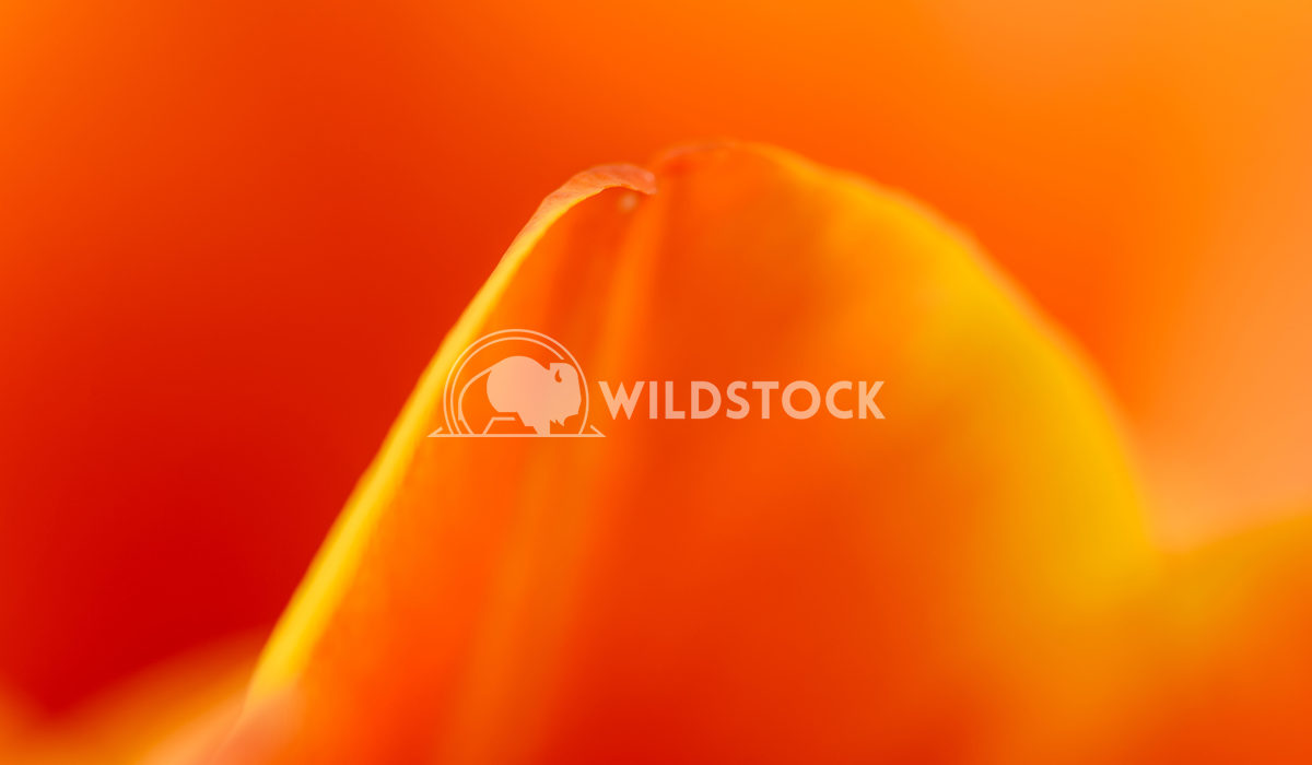Red And Orange Tulip Flower Inside Radu Bercan Red And Orange Tulip Flower Inside Close Up