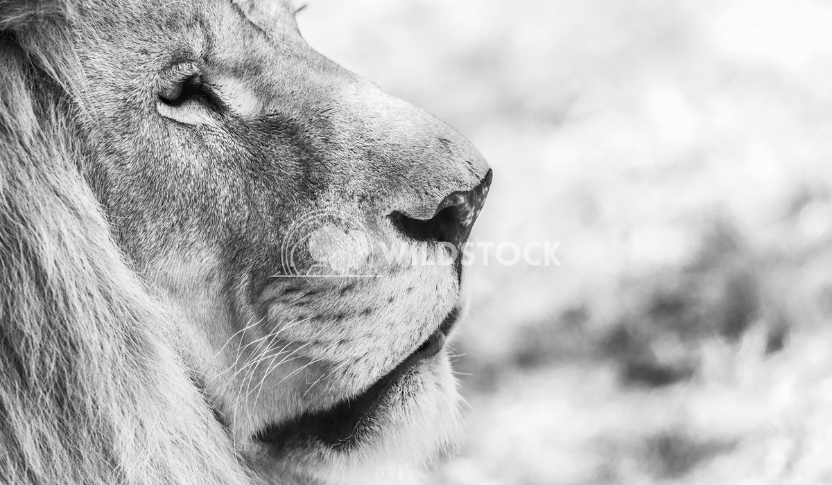 Wild Lion King Feline In Safari Portrait Radu Bercan Wild Lion King Feline In Safari Portrait