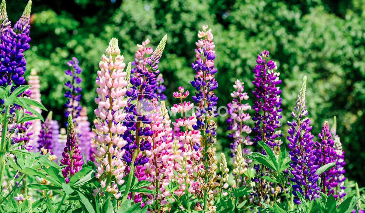 Purple And Pink Lupin Flowers In Spring Radu Bercan Purple And Pink Lupin Flowers In Spring