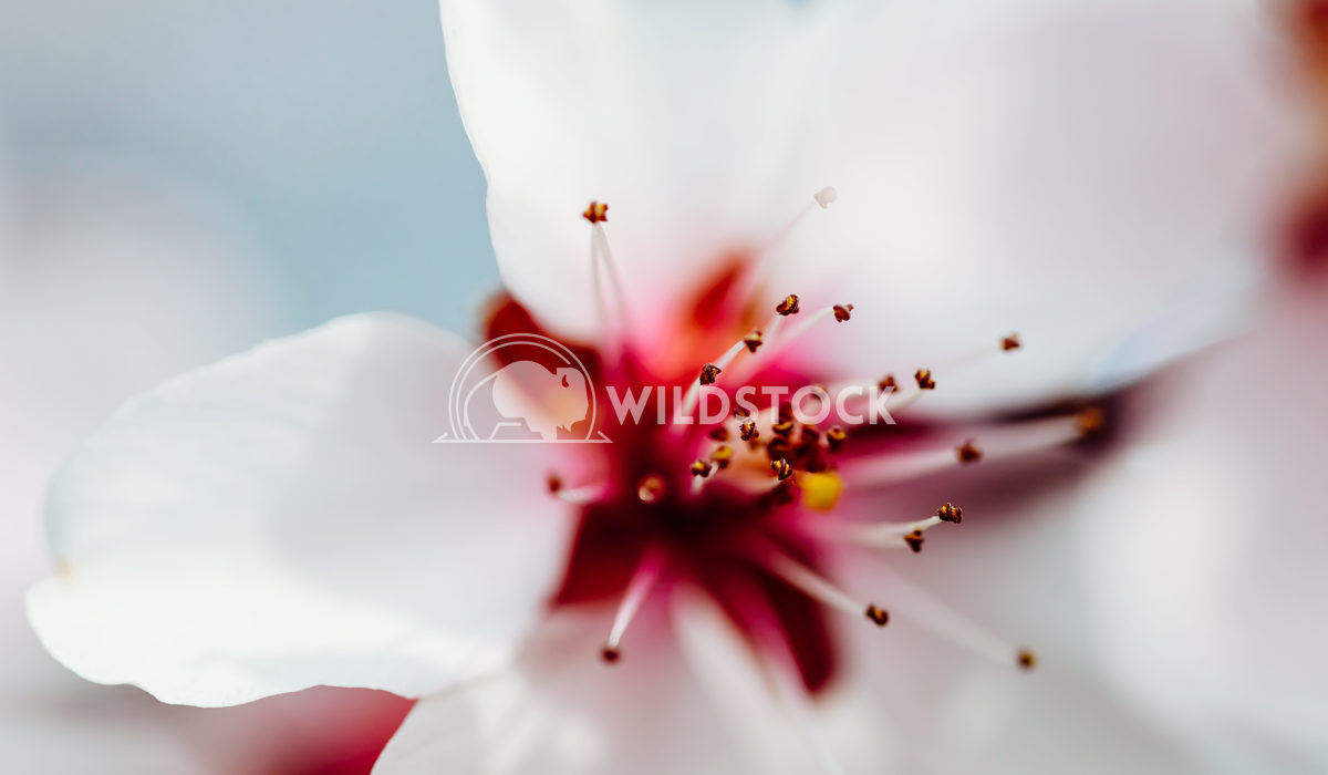 Pink Tree Flowers Blossom Close Up In Spring Radu Bercan Pink Cherry Tree Flowers Blossom Close Up In Spring