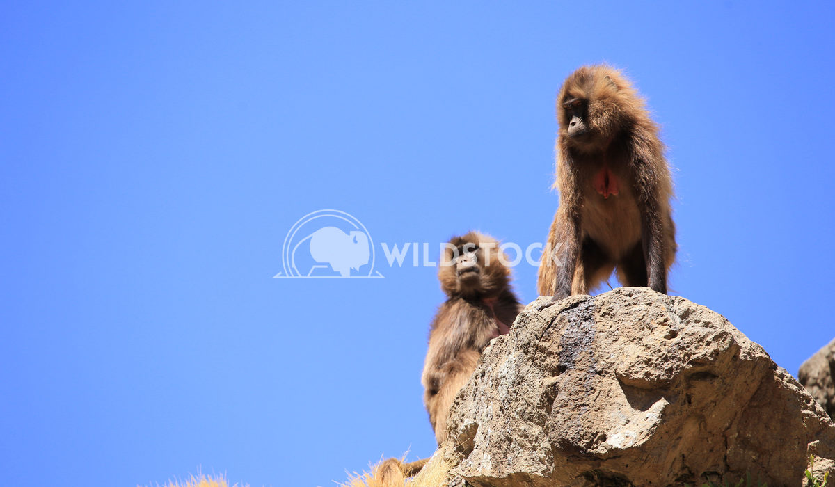Young Gelada Baboons in Simien Mountains Ethiopia   