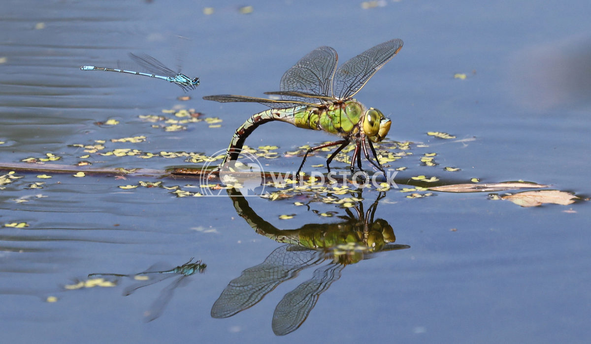 Emperor dragonfly 3 Jane Hewitt Emperor Dragonfly ovipositing and damselfly