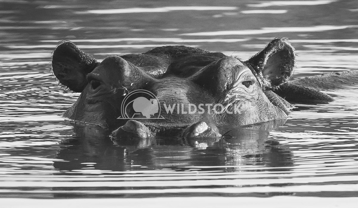 Hippo in Water Stacy White Black and White photo of a hippopotamus in a lake in South Africa.