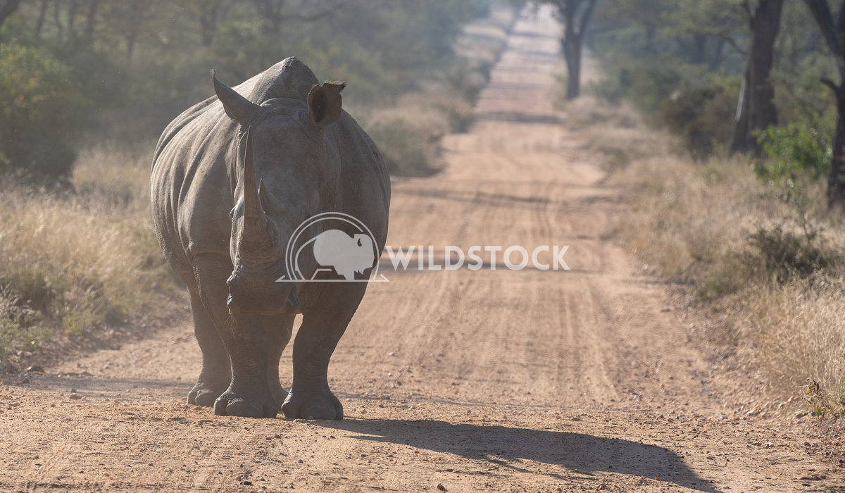 South African Rhino Stacy White Rhinoceros standing on dirt road in Sabi Sand Private Reserve
