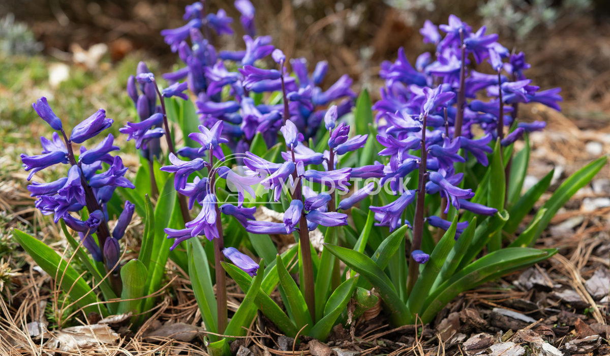 Common Hyacinth, Hyacinthus orientalis 3 Alexander Ludwig Common Hyacinth (Hyacinthus orientalis), flowers of springtime