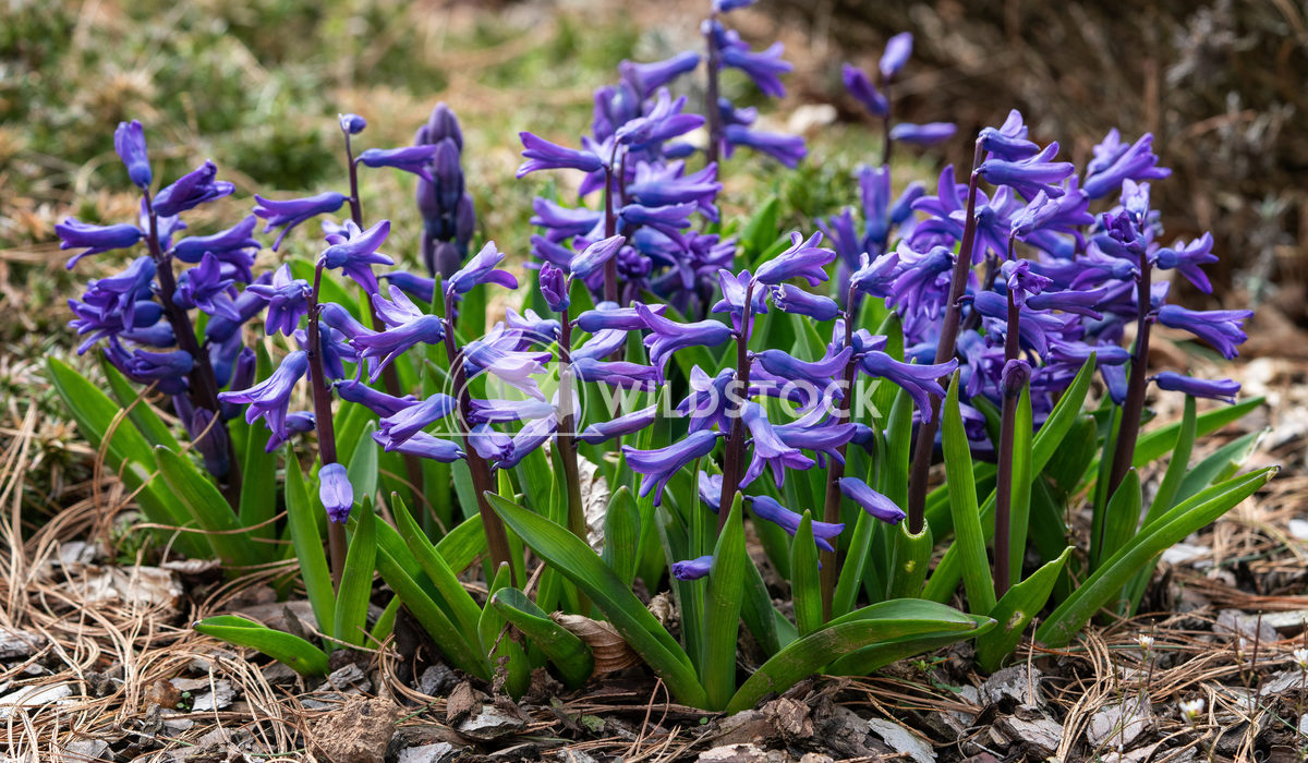 Common Hyacinth, Hyacinthus orientalis 4 Alexander Ludwig Common Hyacinth (Hyacinthus orientalis), flowers of springtime