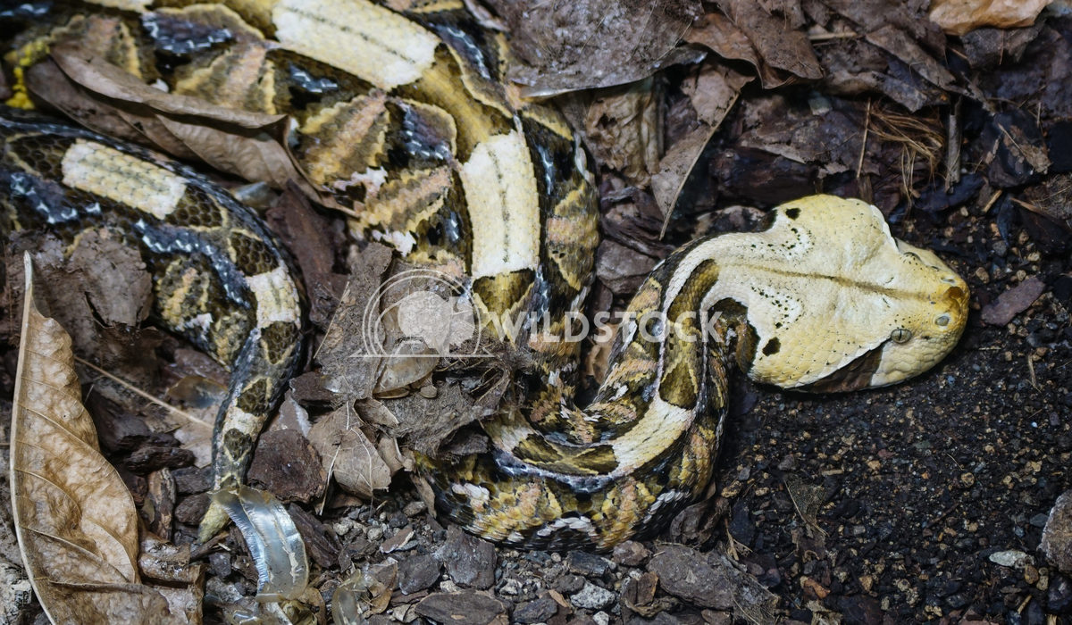 Gaboon viper, Bitis gabonica Alexander Ludwig Gaboon viper (Bitis gabonica), angerous african snake
