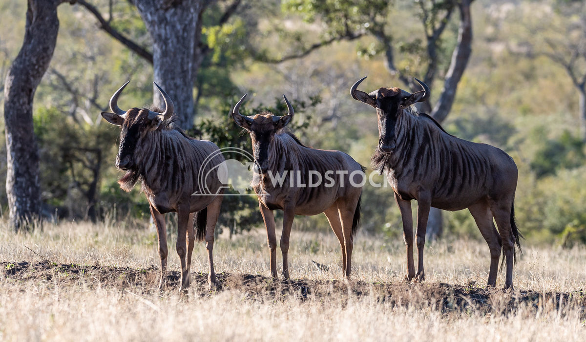 Wildebeast Trio Stacy White Group of three wildebeast in South Africa.