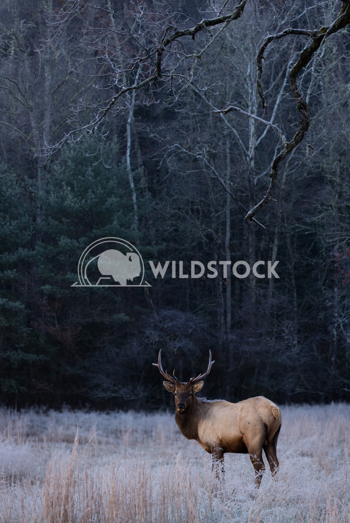 Elk looking straight Lara Eichenwald Elk looking into the woods. 
Cataloochie Valley in Smokey Mountain National Park N