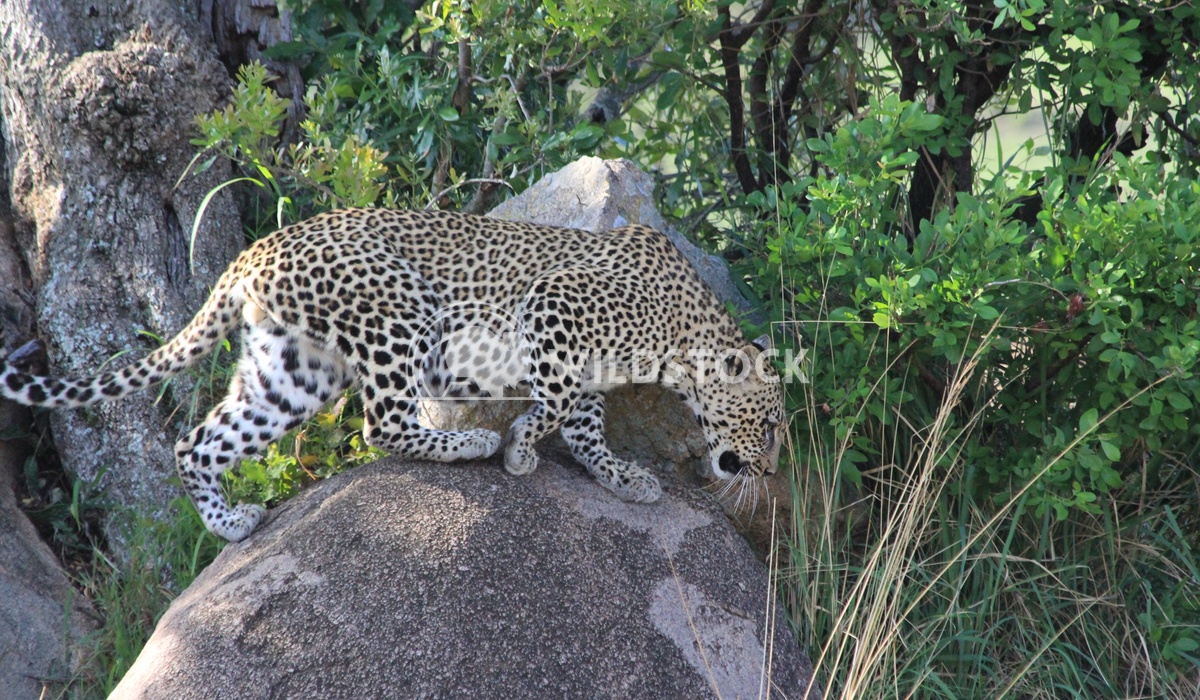 Cheetah Over Rocks Frank  Castro  