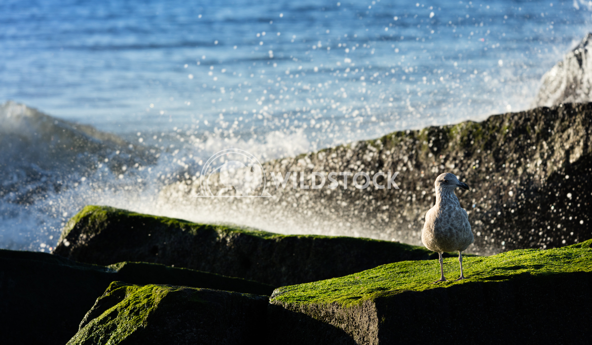 Seagull sitting on jetty Lara Eichenwald Coney Island. Atlantic Ocean