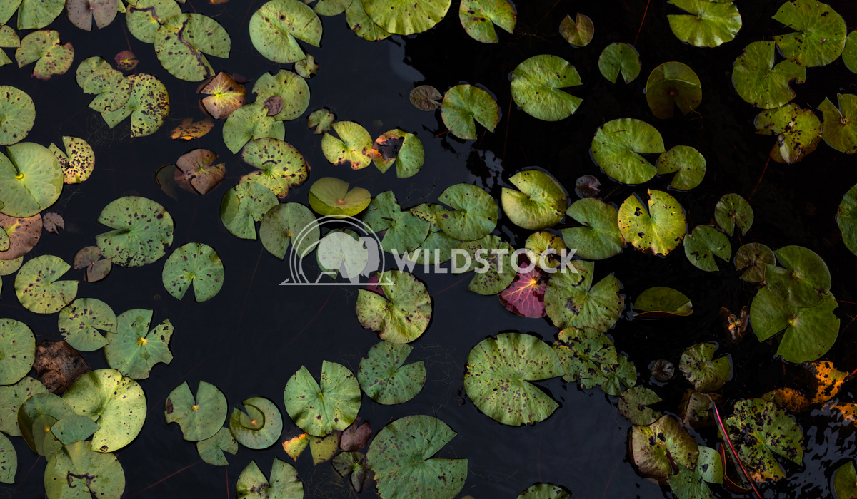 Lily water leaves - Wildstock