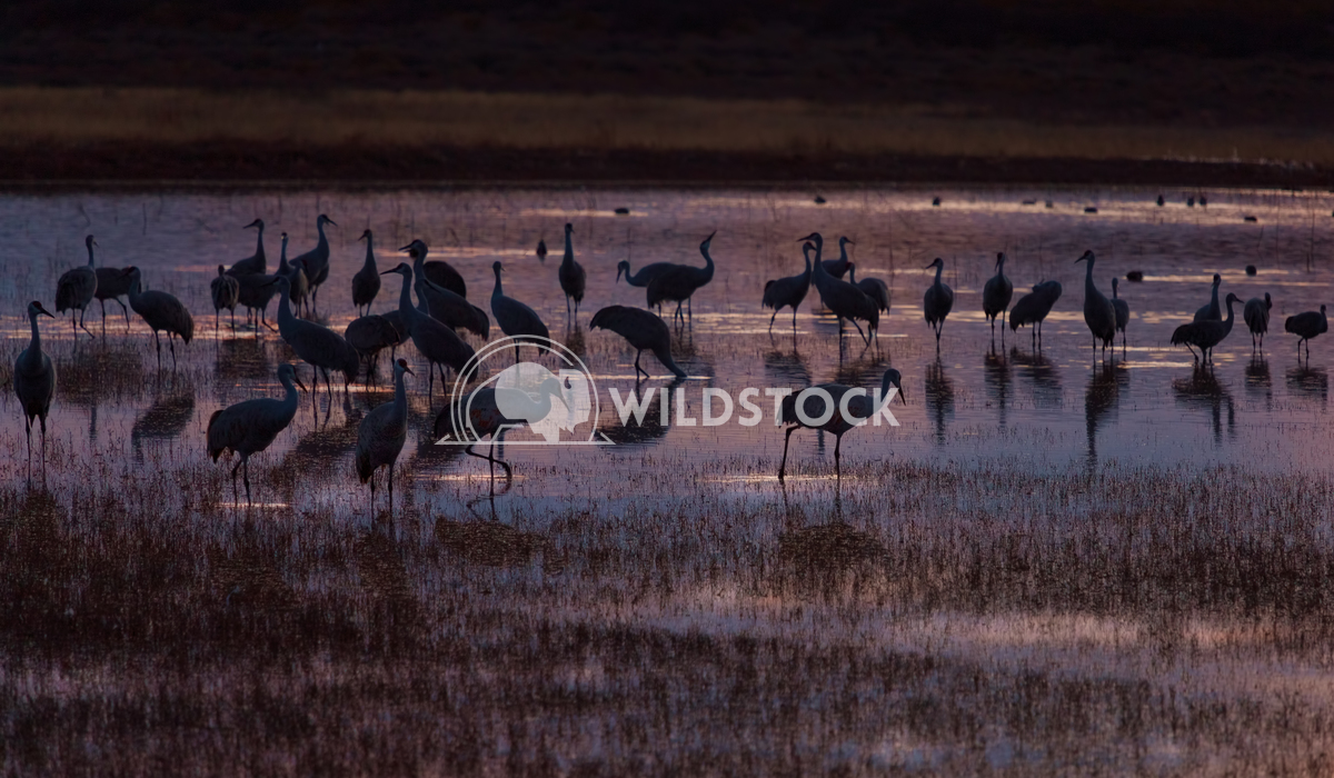 Sandhill cranes at dusk Lara Eichenwald Bosque del Apache National Wildlife Refuge in New Mexico. 
National Wildlife Re