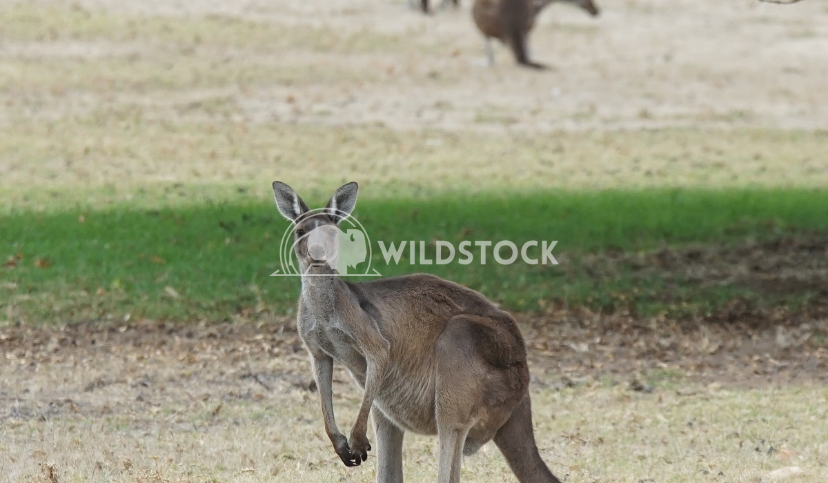 Western Grey Kangaroo, Macropus fuliginosus 3 Alexander Ludwig Western Grey Kangaroo (Macropus fuliginosus), photo was t
