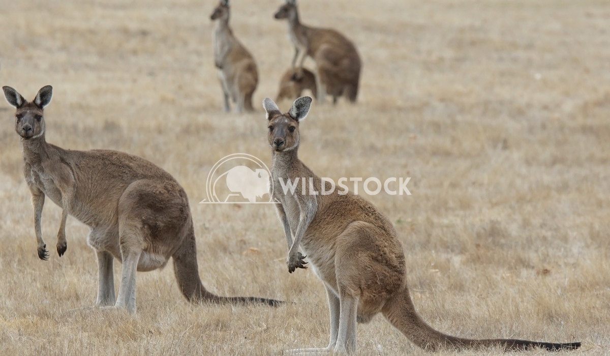 Western Grey Kangaroo, Macropus fuliginosus 7 Alexander Ludwig Western Grey Kangaroo (Macropus fuliginosus), photo was t