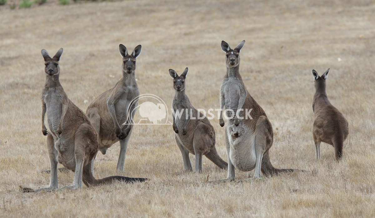 Western Grey Kangaroo, Macropus fuliginosus 10 Alexander Ludwig Western Grey Kangaroo (Macropus fuliginosus), photo was 