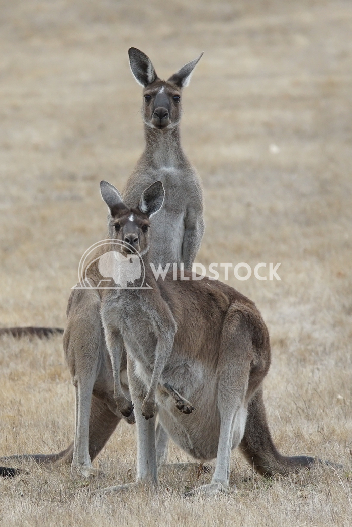 Western Grey Kangaroo, Macropus fuliginosus 11 Alexander Ludwig Western Grey Kangaroo (Macropus fuliginosus), photo was 