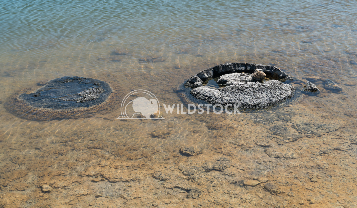  Stromatolite on lake Thetis, Nambung National Park, Western Australia 1 Alexander Ludwig Stromatolite on lake Thetis in