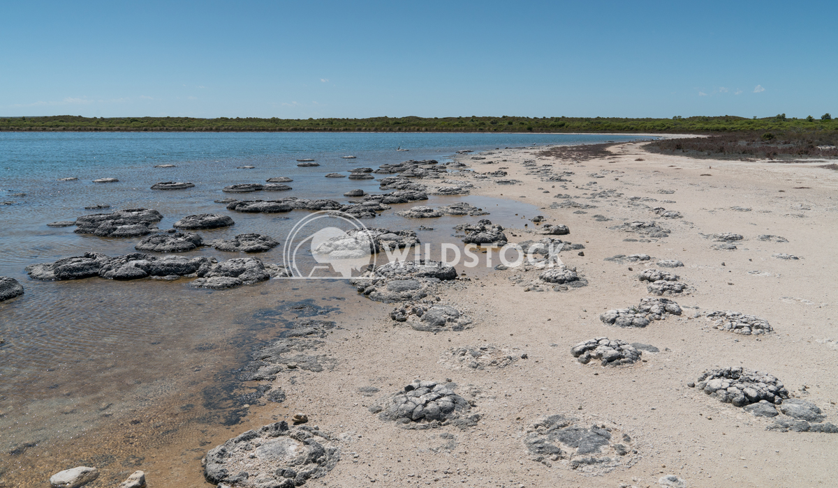 Stromatolite on lake Thetis, Nambung National Park, Western Australia 2 Alexander Ludwig Stromatolite on lake Thetis in 