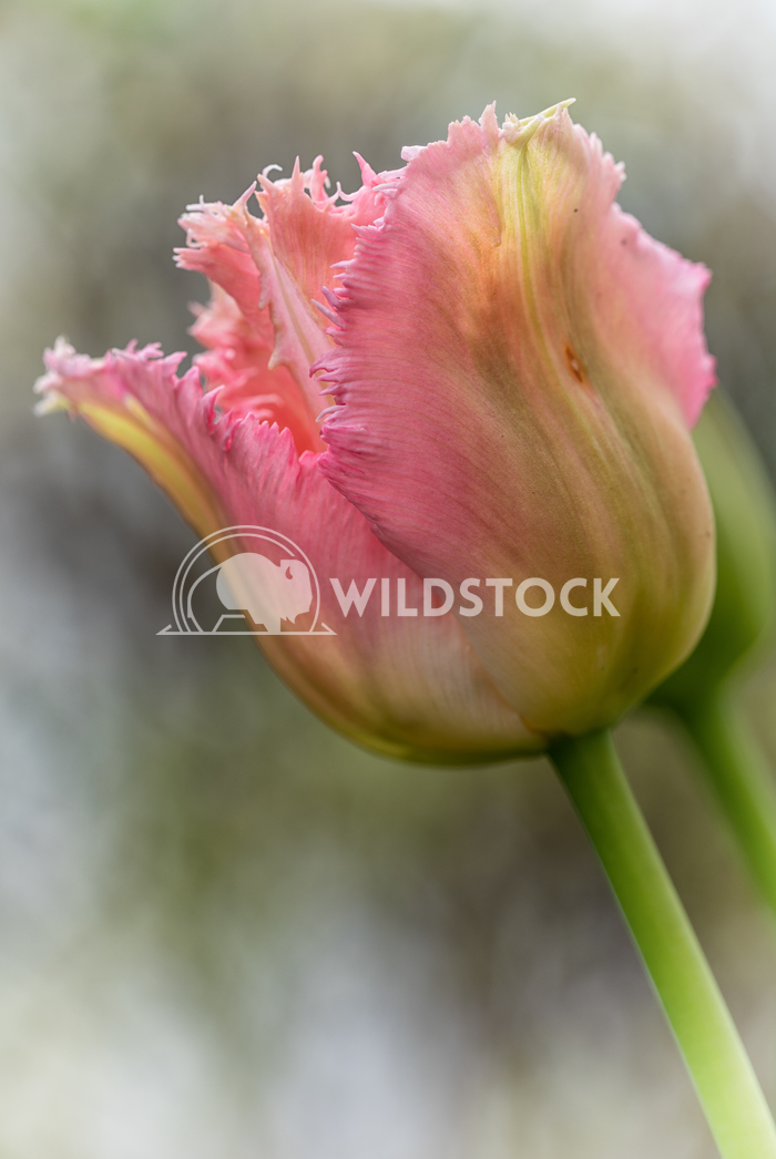 Tulip in springtime, Tulipa 2 Alexander Ludwig Tulip, Tulipa, close up of the flower of spring