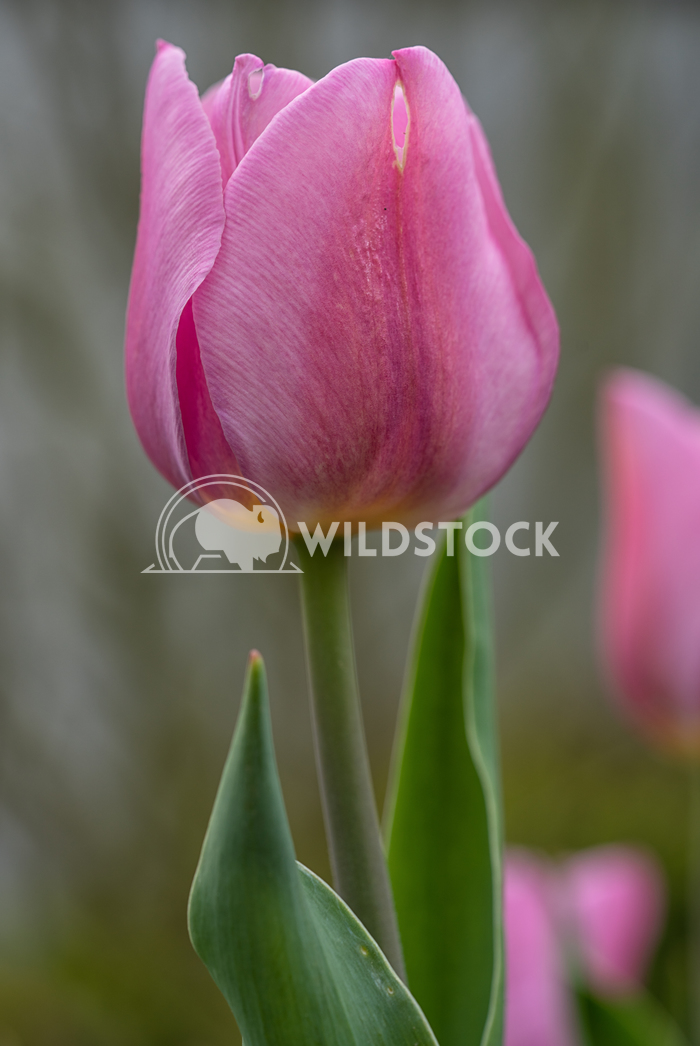 Tulip in springtime, Tulipa 1 Alexander Ludwig Tulip, Tulipa, close up of the flower of spring