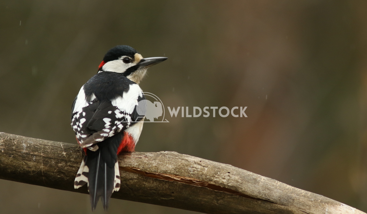 Great spotted woodpecker Vieru Andrei Silviu 