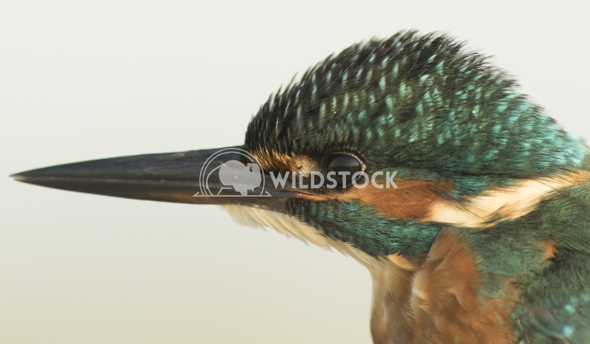 Common kingfisher portrait Vieru Andrei Silviu 
