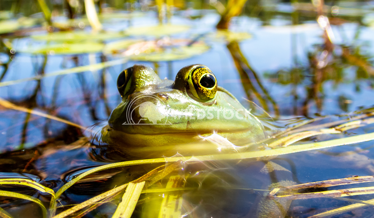 Green frog with bulging eyes. Tony Campbell Green frog watching in a lake for flies and insects to eat.