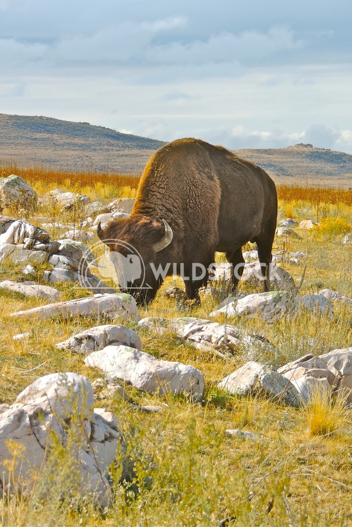bison antelope island 2 John Anglim 