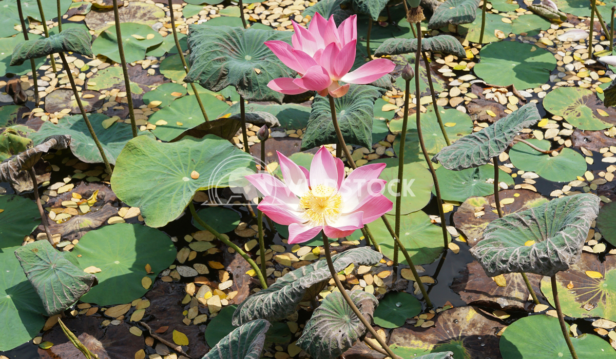 Lotus, flowers of Bali, Indonesia 1 Alexander Ludwig Lotus, flowers of Bali, Indonesia