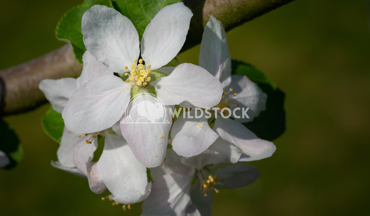 Common pear, Pyrus domestica 2 Alexander Ludwig Common pear (Pyrus domestica), blossoms of springtime