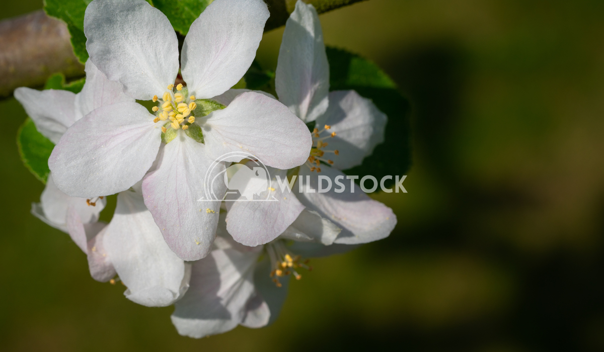 Common pear, Pyrus domestica 4 Alexander Ludwig Common pear (Pyrus domestica), blossoms of springtime