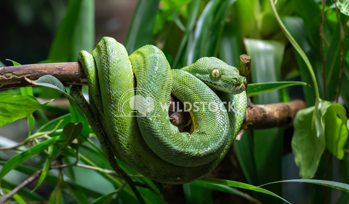 Green Tree Python, Morelia viridis 1 Alexander Ludwig Green Tree Python (Morelia viridis)