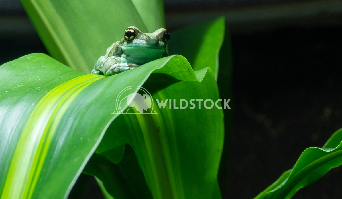 Amazon Milk Frog, Trachycephalus resinifictrix 1 Alexander Ludwig Amazon Milk Frog (Trachycephalus resinifictrix)