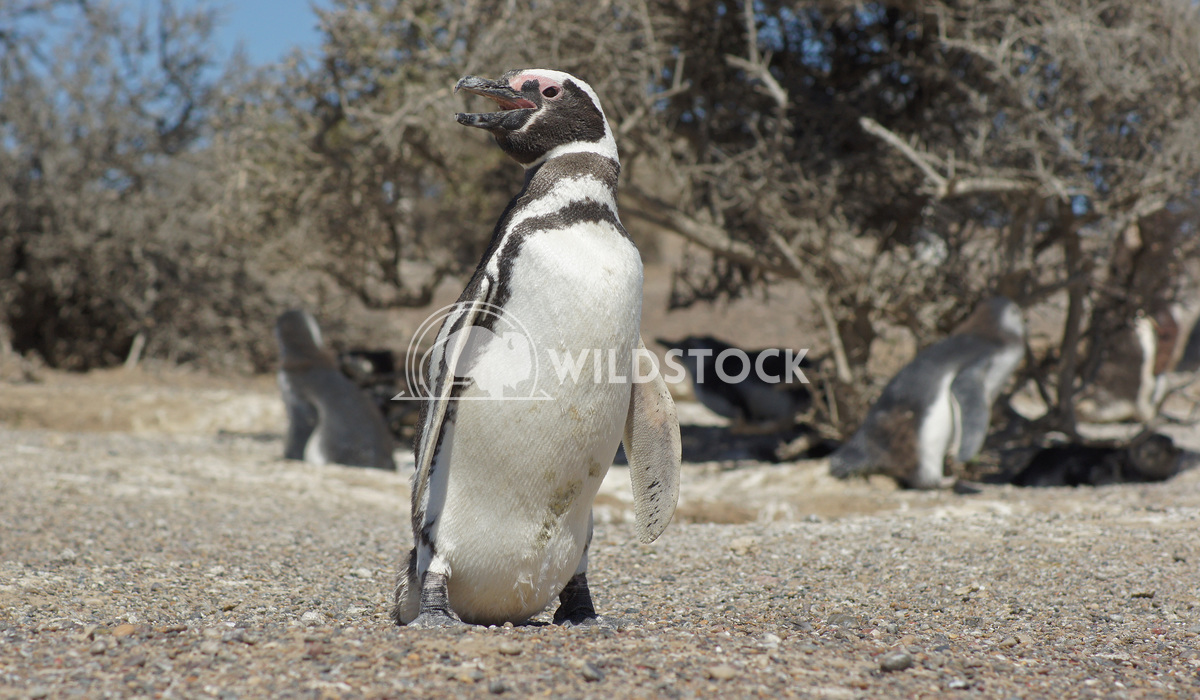 Magellanic Penguin, Argentina 1 Alexander Ludwig Colony of Magellanic Penguins, Punta Tombo, Argentina, South America