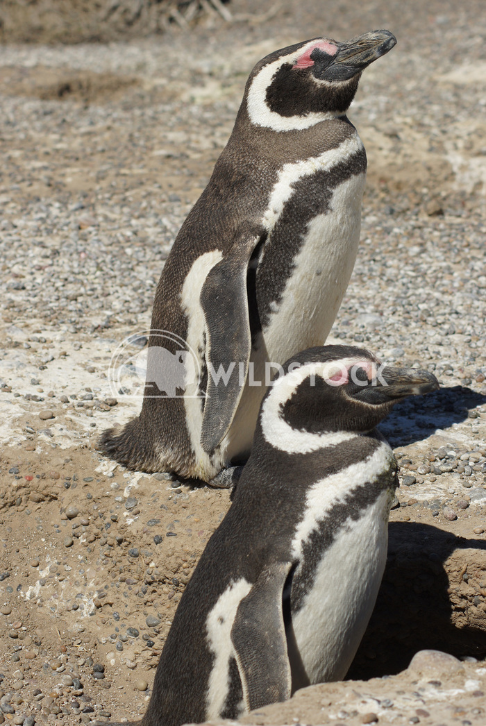 Magellanic Penguin, Argentina 4 Alexander Ludwig Colony of Magellanic Penguins, Punta Tombo, Argentina, South America