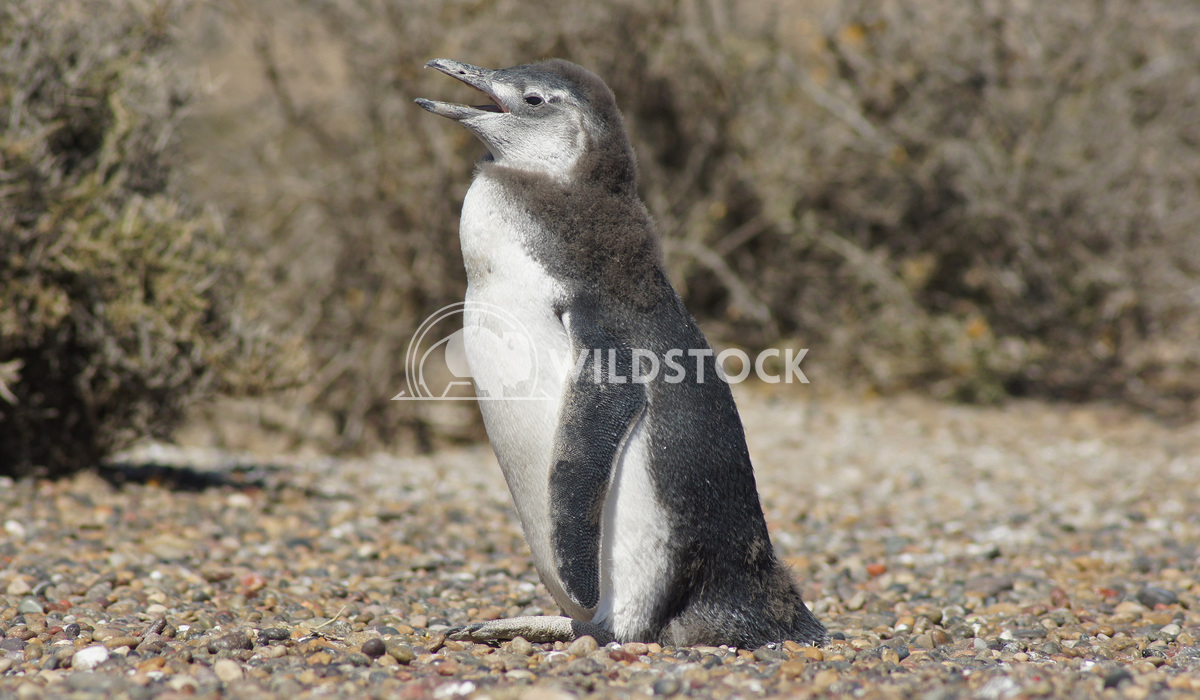 Magellanic Penguin, Argentina 6 Alexander Ludwig Colony of Magellanic Penguins, Punta Tombo, Argentina, South America