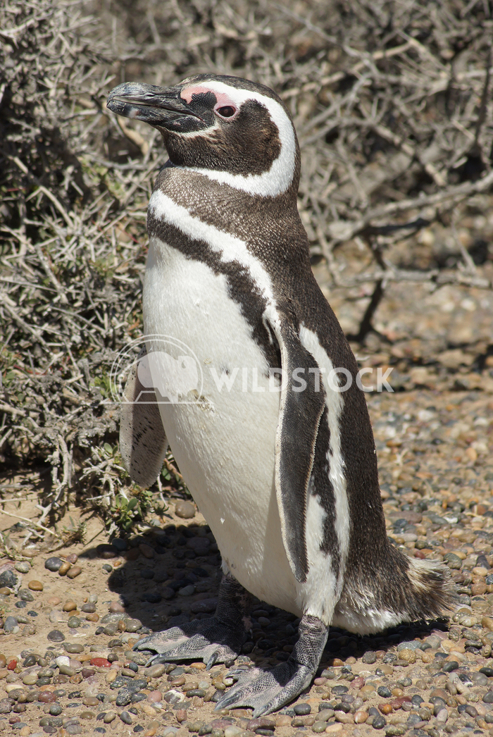 Magellanic Penguin, Argentina 7 Alexander Ludwig Colony of Magellanic Penguins, Punta Tombo, Argentina, South America