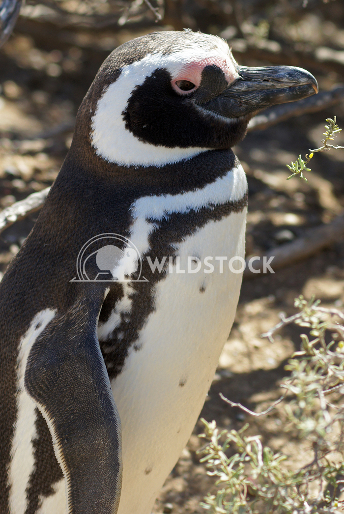Magellanic Penguin, Argentina 8 Alexander Ludwig Colony of Magellanic Penguins, Punta Tombo, Argentina, South America