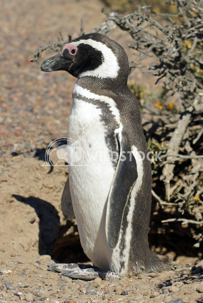 Magellanic Penguin, Argentina 12 Alexander Ludwig Colony of Magellanic Penguins, Punta Tombo, Argentina, South America