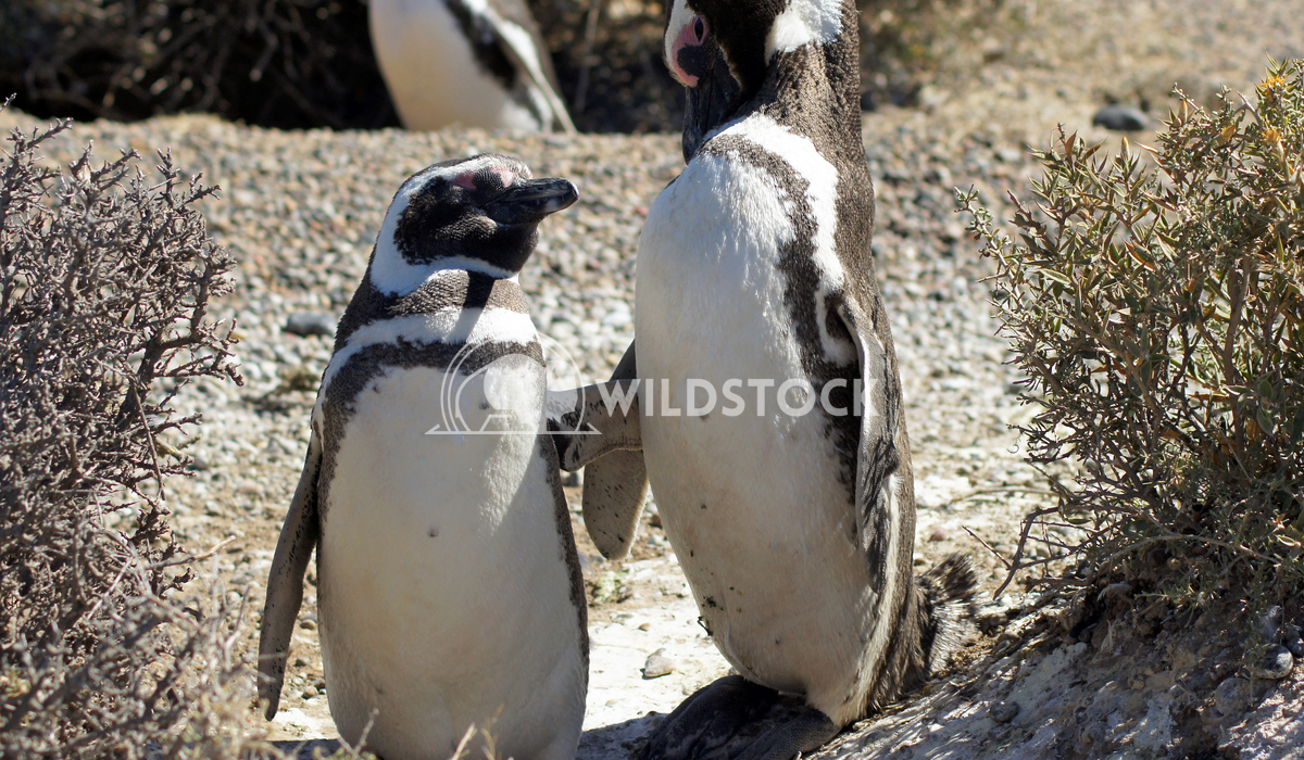 Magellanic Penguin, Argentina 14 Alexander Ludwig Colony of Magellanic Penguins, Punta Tombo, Argentina, South America