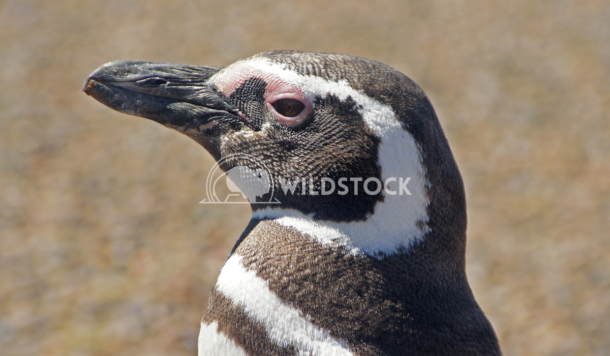 Magellanic Penguin, Argentina 18 Alexander Ludwig Colony of Magellanic Penguins, Punta Tombo, Argentina, South America