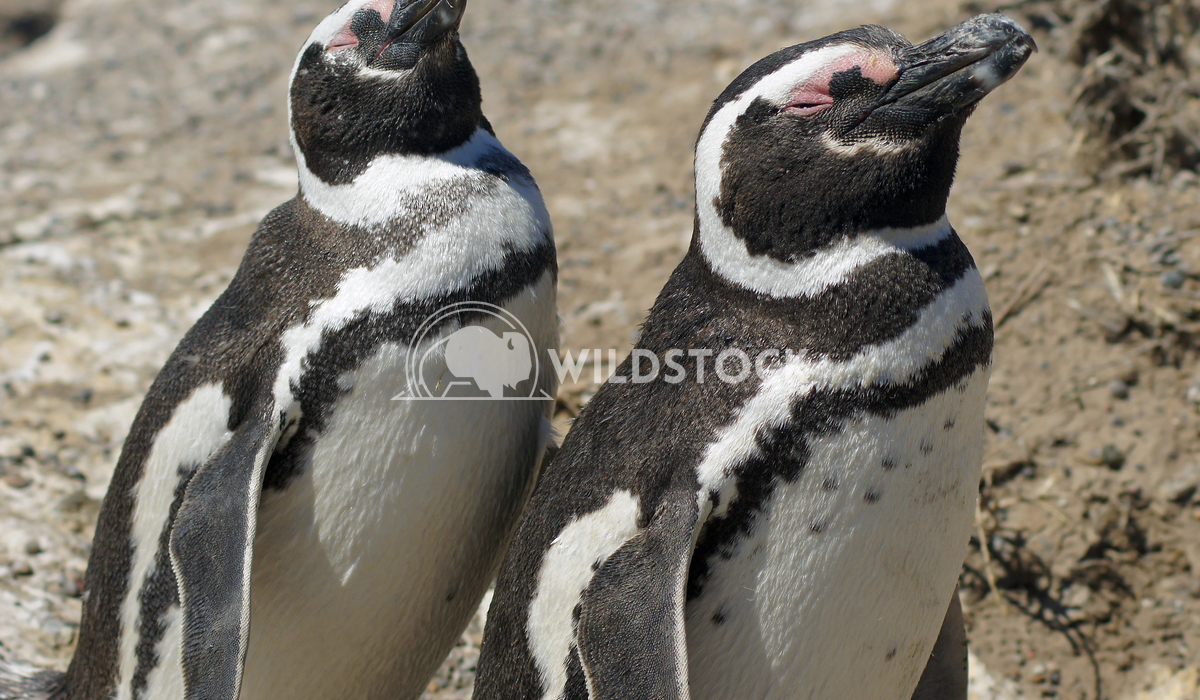 Magellanic Penguin, Argentina 21 Alexander Ludwig Colony of Magellanic Penguins, Punta Tombo, Argentina, South America