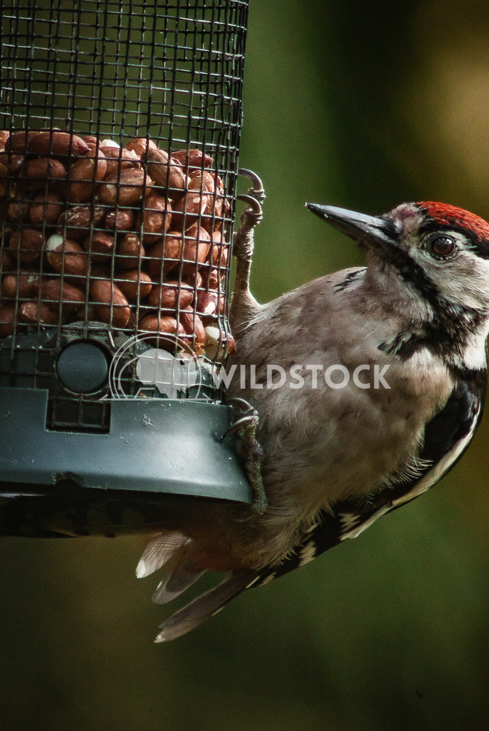 Woodpecker In Scotland Alex Thomson 