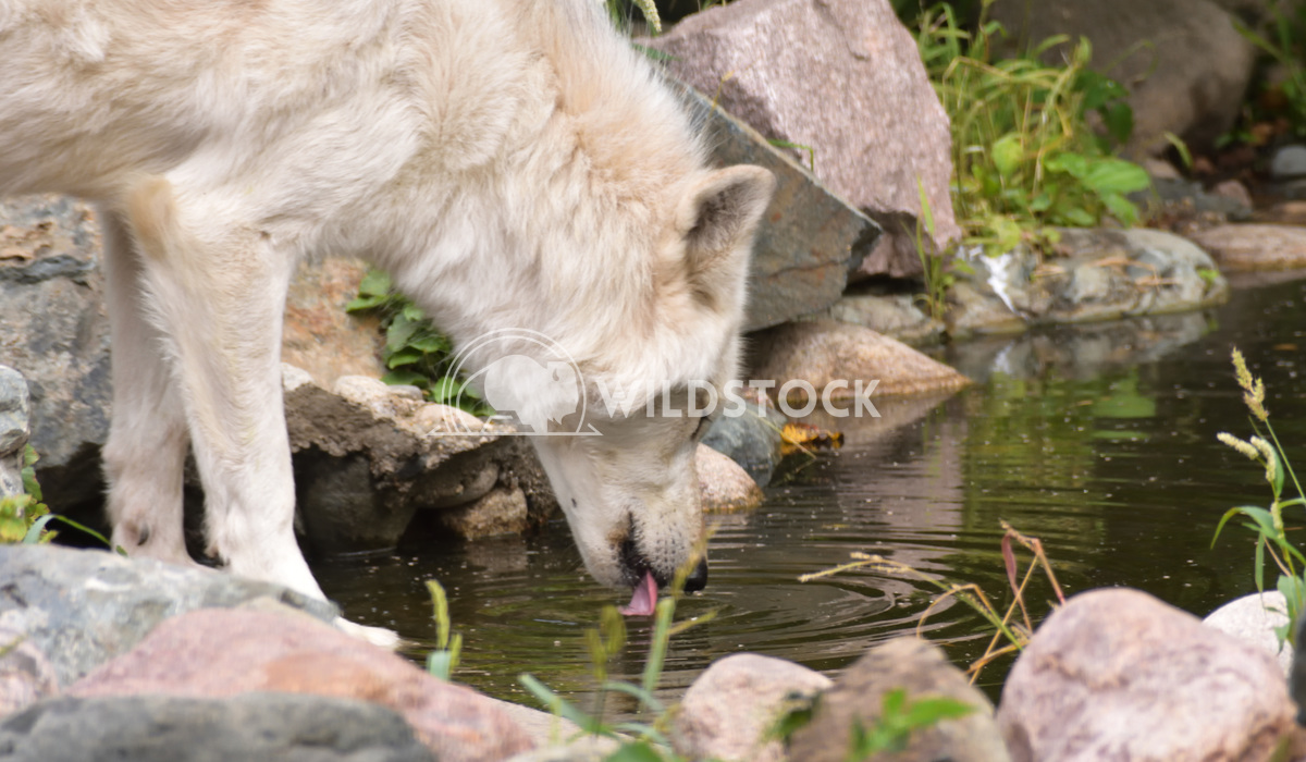 White wolf drinking Gordon Lindgren 