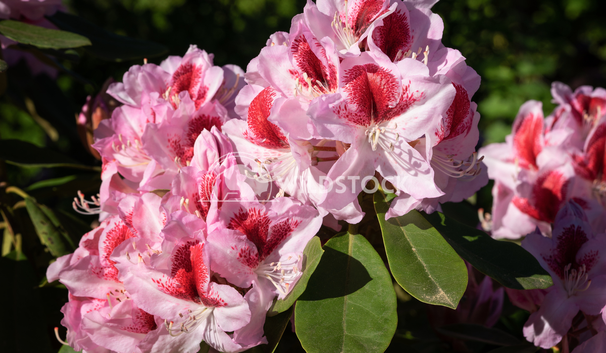 Rhododendron Hybrid Belami, Rhododendron hybrid 1 Alexander Ludwig Rhododendron Hybrid Belami (Rhododendron hybrid), clo