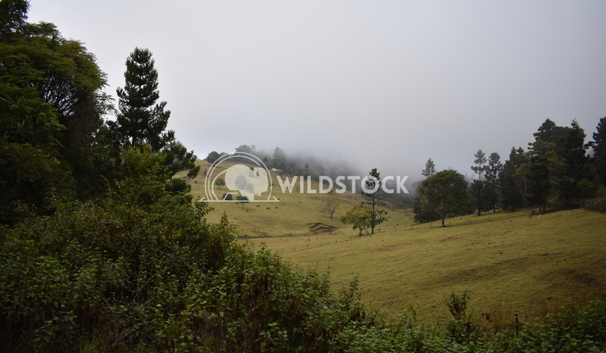 fog on the hillside Jay Mayger 