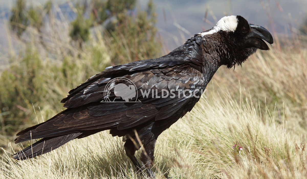 Raven, Ethiopia, Africa Alexander Ludwig Thick-billed Raven, Ethiopia, Africa